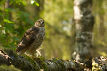 Sperber (Accipiter nisus)