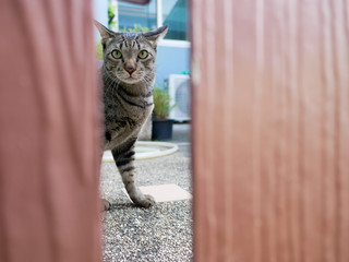 Siamese strip tabby cat looking through fence's gap