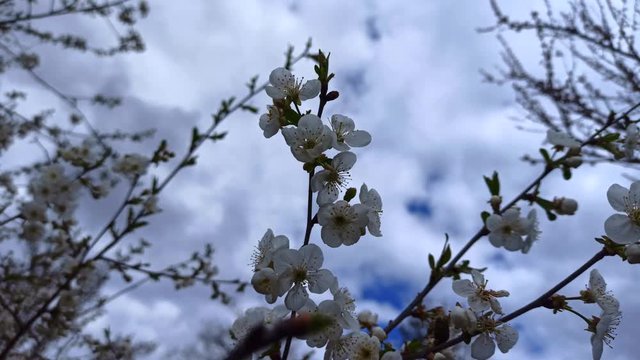 Blooming tree branch on the rainy spring day. Real natural photo on the blue sky background. Cherry plum tree blossom. Spring concept