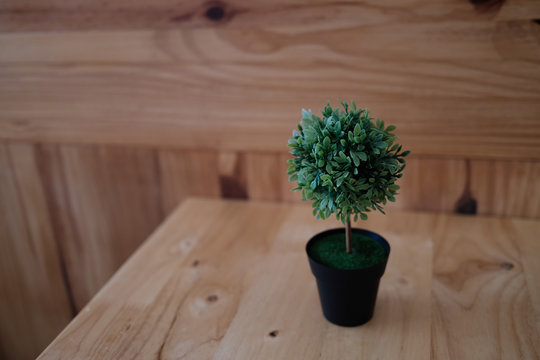 cactus in a pot