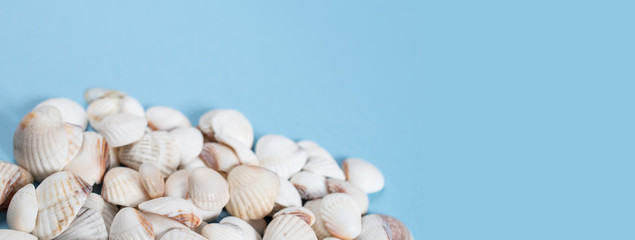 White shells on a blue background: a place for text, a tourist concept