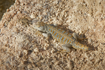 Desert lizard at the Chaxa Lagoon & Flamingos National Reserve Conaf. Pedro de Atacama, Antofagasta - Chile. Desert. Andes Range.