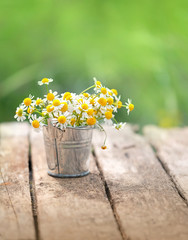 Daisy flowers in metal bucket on nature background. summer season concept. rustic garden