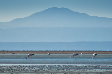 Fototapeta na wymiar Flamingos feeding and flying at Chaxa Lagoon & Flamingos. National Rserve Conaf an Pedro de Atacama, Antofagasta - Chile. Desert. Andes Range.