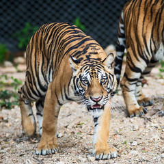 Photos of tiger naturally.