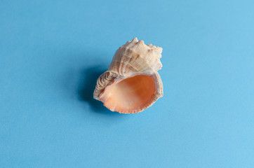 One Sea shells in the center on a pastel blue background. Summer concept, tourism, flat lay, copy space, top view.