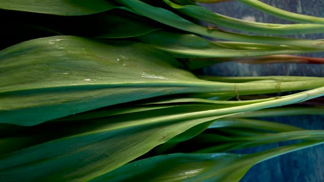 Extreme closeup moving to the right starting with green wet leaves of fresh ramps and ending with white onion ends.