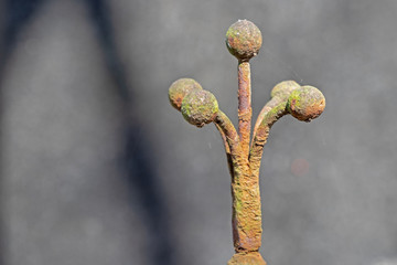 metallic red elements of the old fence