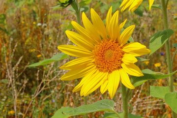 Kleine Sonnenblume im Feld