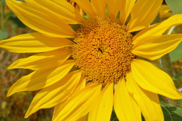 Sonnenblume close up