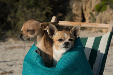 Chihuahua in spiaggia al mare dentro una borsa