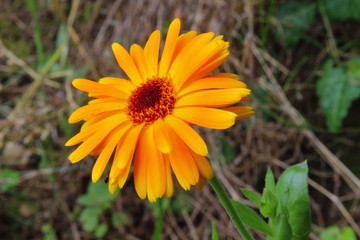 Blume im Feld