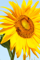 Close-up view of blooming sunflower and honey bees.