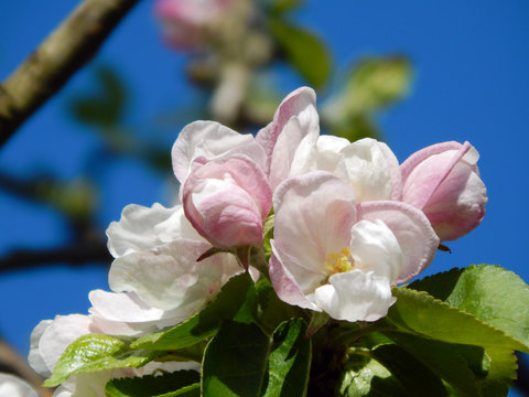 Apple blossom on the branches of an ancient Tom Putt cider apple tree (Malus domestica Tom Putt), flowering in spring in an orchard garden in Herefordshire, England against a blue sky