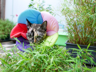 Injured cat with colorful soft collar eat small bamboo plant in garden