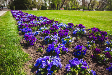 Purple and violet heartsease, flower garden - close-up