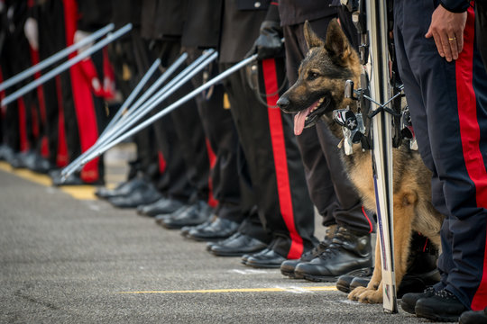Pastore tedesco dei Carabinieri in parata
