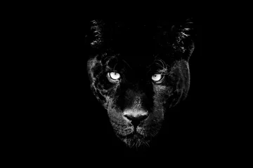 Plexiglas foto achterwand Black panther with a black Background in B&W © AB Photography