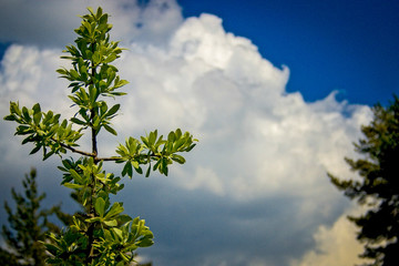 sky and clouds and tree