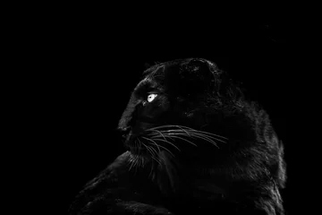 Tuinposter Black panther with a black Background in B&W © AB Photography