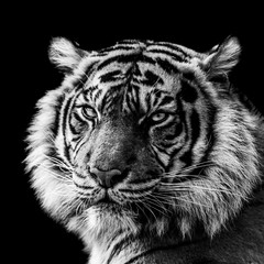 Tiger with a black Background in B&W