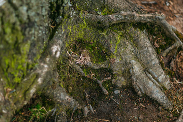 Spring time 2020, nature is waking up. Big roots of the tree, fairy tree.