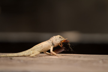 close up of chameleon eating cockroach