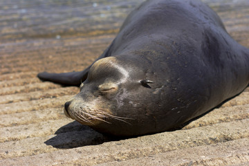 Sea lion on the beach. 