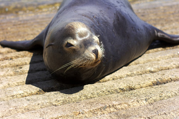 Sea lion on the beach. 
