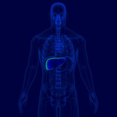 3D Illustration Human Digestive System Anatomy (Liver)