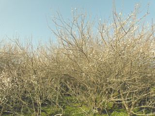 Fototapeta premium 梅