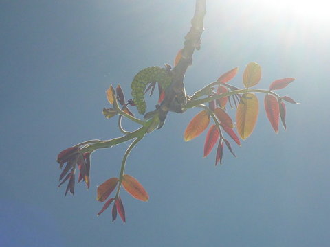 Fr&uuml;hling