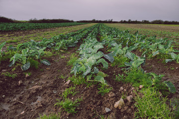 Cauliflower field