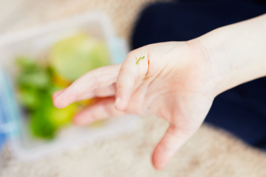 Little Green Caterpillar Crawls On The Child's Finger. Tiny And Very Hungry Caterpillar. Box With Some Leaves Is At The Background.