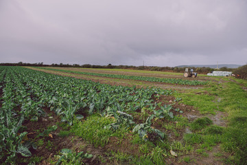 Cauliflower field