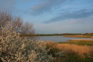 Naturschutzgebiet Geltinger Birk im Frühling