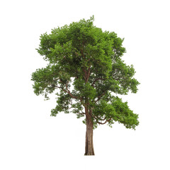 Fototapeta premium Isolated of big almond tree or Thai 's name is grabok on white background with clipping path. Cutout tree for use as a raw material for editing work.