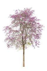 Isolated of beautiful Inthanin tree or Lagerstroemia macrocarpa have all the pink flowers on white background with clipping path.