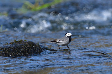 Bachstelze an der Spree in der Oberlausitz