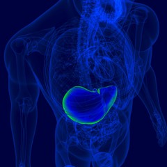 3D Illustration Human Digestive System Anatomy (Liver)