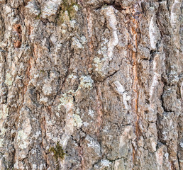 
birch bark closeup background texture