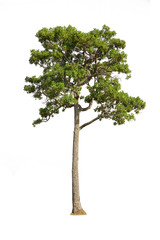 tree isolated on white background with clipping path.