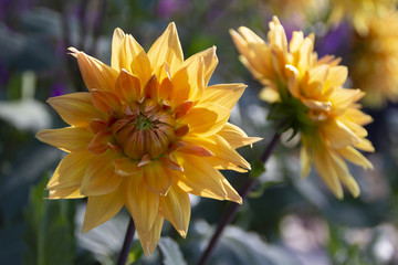 Obraz premium Beautiful blooming yellow dahlias in the garden