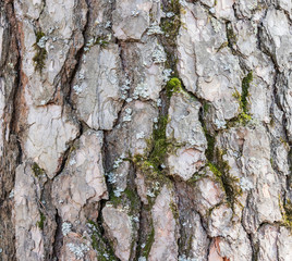 
birch bark closeup background texture