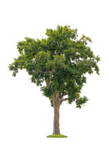 Isolated of big almond tree or Thai 's name is grabok on white background with clipping path. Cutout tree for use as a raw material for editing work.