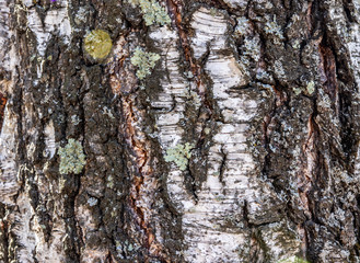 
birch bark closeup background texture