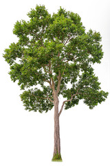 Obraz premium Isolated of big almond tree or Thai 's name is grabok on white background with clipping path. Cutout tree for use as a raw material for editing work.