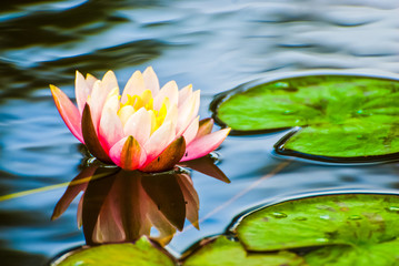 Peach coloured water lily in garden pond