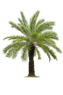 Cutout palm tree for use as a raw material for editing work. Isolated palm tree on white background with clipping path.
