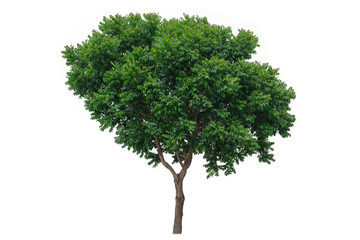 Fototapeta na wymiar Cutout tree for use as a raw material for editing work. isolated beautiful fresh green deciduous Neem tree on white background with clipping path.